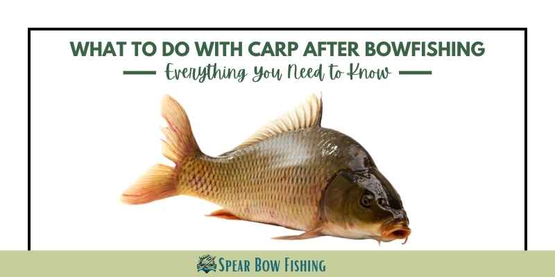 What to do with Carp after Bowfishing - Awesome Recipes & More!