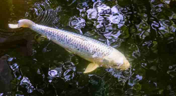 10 Tips How to Find Carp for Bowfishing